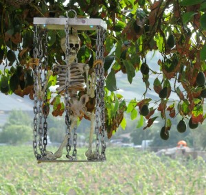 Skeleton in chains guarding the Elliot's vast vineyards (Photo: David Hopley)