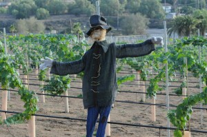 Halloween scarecrow guarding the Elliot's vineyards (Photo: David Hopley)