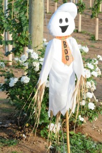 Scarecrow ghost guarding the Elliot's vineyards (Photo: David Hopley)